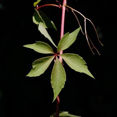 Parthenocissus inserta (A. Kern.) Fritsch, © 2012, Andreas Gygax – Ranzo (TI)