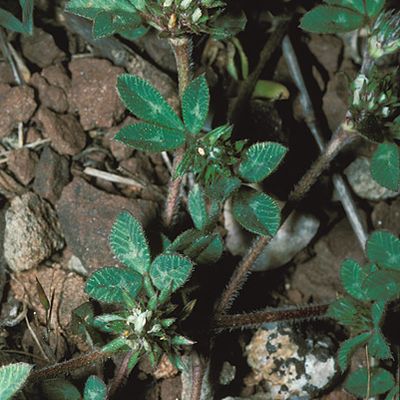 Trifolium scabrum L., © 1993, Andreas Gygax