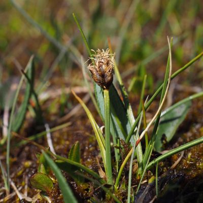 Carex maritima Gunnerus, 23 July 2019, © Copyright 2019 Michael Jutzi
 – Zermatt VS