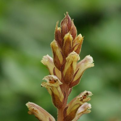 Orobanche hederae Duby, © Copyright Christophe Bornand