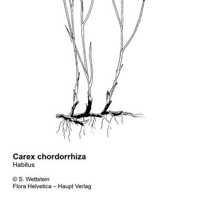 Carex chordorrhiza L. f., 7 January 2021, © 2022, Sacha Wettstein – Flora Vegetativa - Haupt Verlag