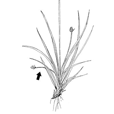Carex halleriana Asso, 7 January 2021, © 2022, Stefan Eggenberg – Flora Vegetativa - Haupt Verlag