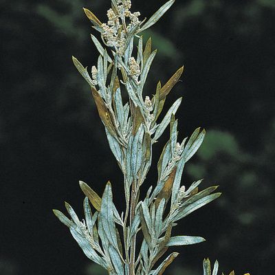 Chenopodium pratericola Rydb., © 2022, Konrad Lauber – Flora Helvetica – Haupt Verlag