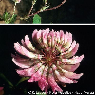 Trifolium hybridum L., © 2022, Konrad Lauber – Flora Helvetica – Haupt Verlag