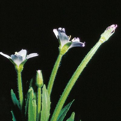 Epilobium ciliatum Raf., © 2022, Konrad Lauber – Flora Helvetica – Haupt Verlag
