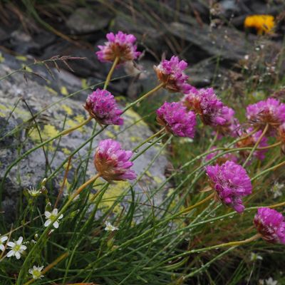 Armeria alpina Willd., 14 July 2023, © Copyright 2023 Michael Jutzi
 – Bosco/Gurin TI