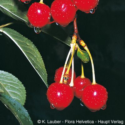 Prunus cerasus L., © 2022, Konrad Lauber – Flora Helvetica – Haupt Verlag