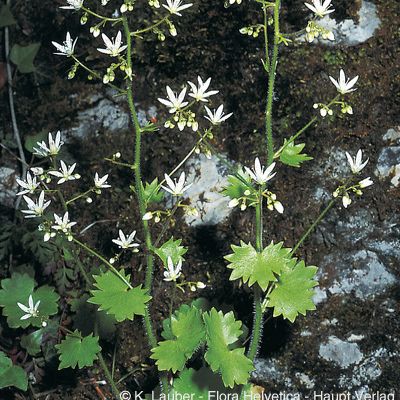 Saxifraga rotundifolia L., © 2022, Konrad Lauber – Flora Helvetica – Haupt Verlag