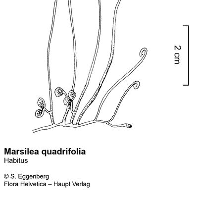 Marsilea quadrifolia L., © 2022, Stefan Eggenberg – Flora Vegetativa - Haupt Verlag