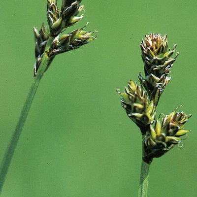 Carex heleonastes L. f., © 2022, Konrad Lauber – Flora Helvetica – Haupt Verlag