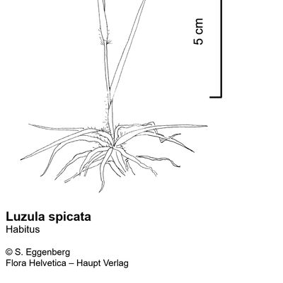 Luzula spicata (L.) DC., © 2022, Stefan Eggenberg – Flora Vegetativa - Haupt Verlag