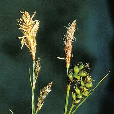 Carex liparocarpos Gaudin, © 2022, Konrad Lauber – Flora Helvetica – Haupt Verlag