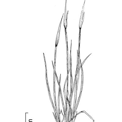 Sisyrinchium montanum Greene, 10 November 2022, © 2022, Stefan Eggenberg – Flora Vegetativa - Haupt Verlag