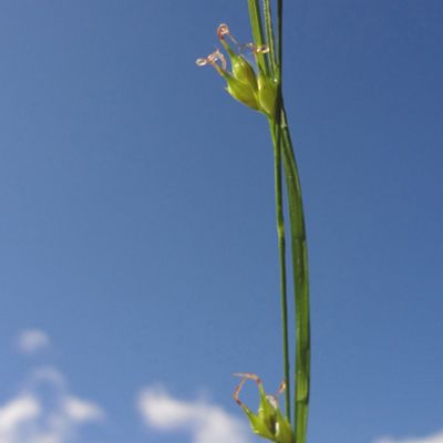 Carex depauperata With., 10 October 2016, © 2013, Adrian Möhl – Follatères (VS)