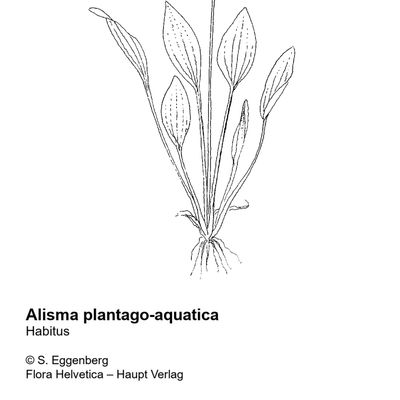 Alisma plantago-aquatica L., © 2022, Stefan Eggenberg – Flora Helvetica – Haupt Verlag
