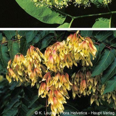 Ailanthus altissima (Mill.) Swingle, © 2022, Konrad Lauber – Flora Helvetica – Haupt Verlag