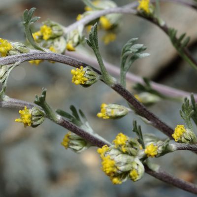 Artemisia umbelliformis Lam., © 2022, Hugh Knott – Zermatt