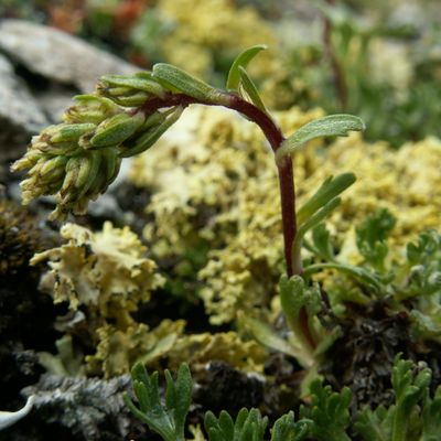 Artemisia glacialis L., 29 July 2010, © Copyright 2010 Michael Jutzi
 – Zermatt VS