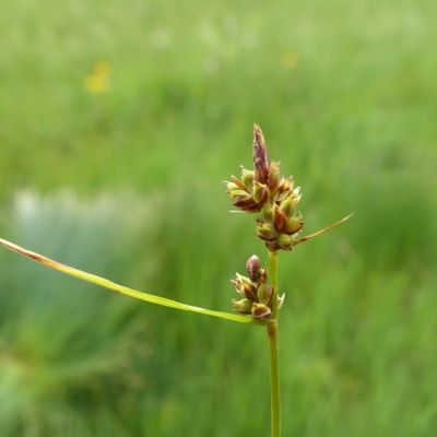 Carex pilulifera L., © 2015, R. & P. Bolliger – Einsiedeln (SZ)