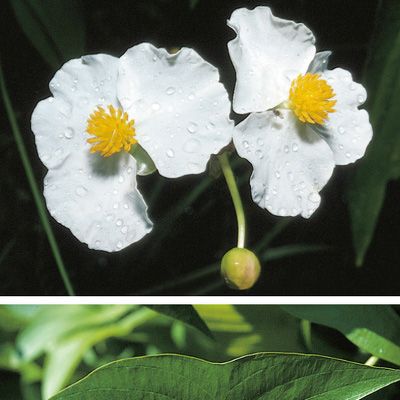 Sagittaria latifolia Willd., © 2022, Konrad Lauber – Flora Helvetica – Haupt Verlag