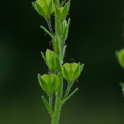 Veronica orsiniana Ten., © Copyright Christophe Bornand