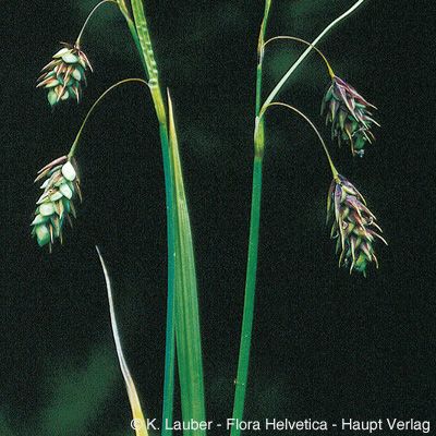 Carex paupercula Michx., © 2022, Konrad Lauber – Flora Helvetica – Haupt Verlag