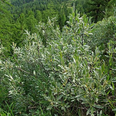 Salix glaucosericea Flod., © 2008, Brigitte Wolf (www.biotextbild.ch) – Zermatt (VS)