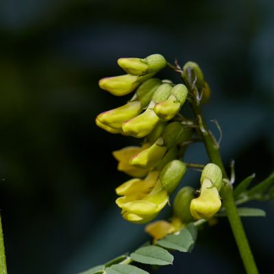 Astragalus penduliflorus Lam., © 2022, Hugh Knott – Zermatt