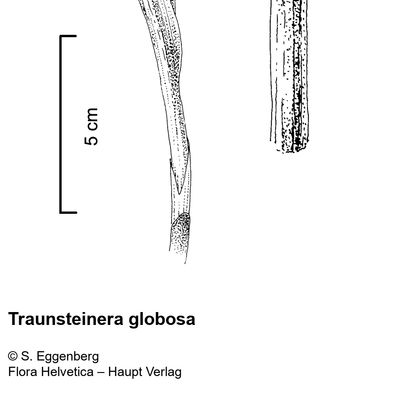Traunsteinera globosa (L.) Rchb., 2 December 2022, © 2022, Stefan Eggenberg – Flora Vegetativa - Haupt Verlag