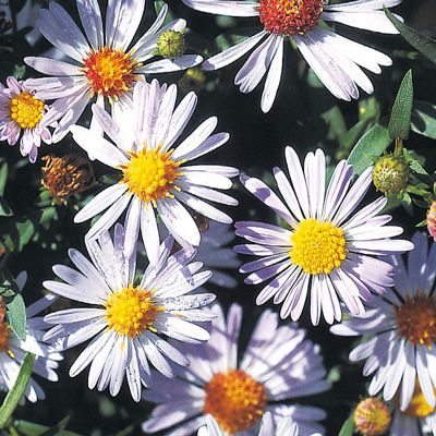 Aster ×versicolor Willd., © 2022, Konrad Lauber – Flora Helvetica – Haupt Verlag