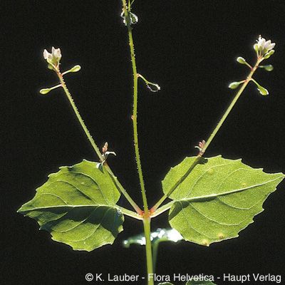 Circaea alpina L., © 2022, Konrad Lauber – Flora Helvetica – Haupt Verlag
