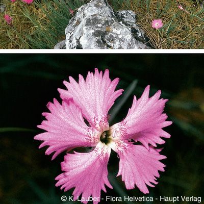 Dianthus gratianopolitanus Vill., © 2022, Konrad Lauber – Flora Helvetica – Haupt Verlag