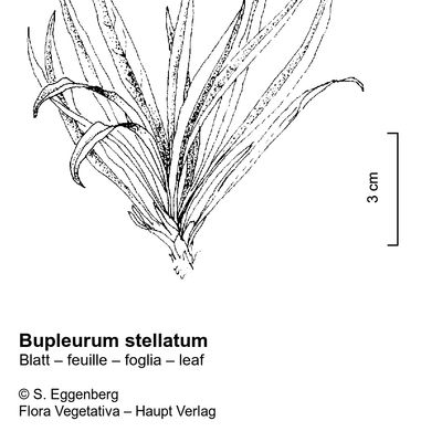 Bupleurum stellatum L., © 2022, Stefan Eggenberg – Flora Vegetativa © Haupt Verlag