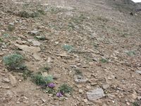 4/4 - © 2013, Patrice Prunier – III.3.1.2.3 - Herniarietum alpinae, Chinischlucht Zermatt CH-Vs