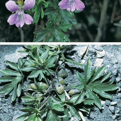 Viola pinnata L., © 2022, Konrad Lauber – Flora Helvetica – Haupt Verlag