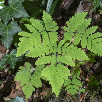 Gymnocarpium dryopteris (L.) Newman, 9 May 2020, © Copyright Françoise Alsaker
