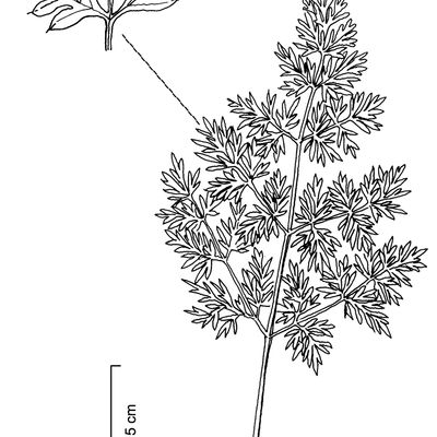 Cnidium silaifolium (Jacq.) Simonk., © 2022, Stefan Eggenberg – Flora Vegetativa © Haupt Verlag