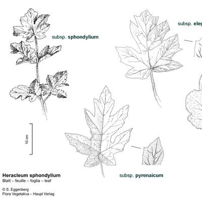 Heracleum sphondylium subsp. alpinum (L.) Bonnier & Layens, 12 January 2023, © 2022, Stefan Eggenberg – Flora Vegetativa © Haupt Verlag