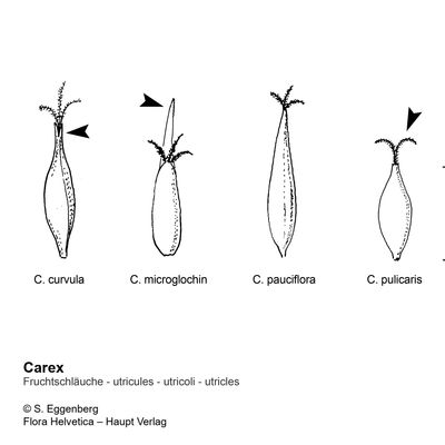 Carex curvula All., 7 January 2021, © 2022, Stefan Eggenberg – Flora Vegetativa - Haupt Verlag