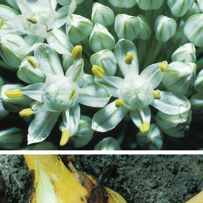 Allium cepa L., © 2022, Konrad Lauber – Flora Helvetica – Haupt Verlag