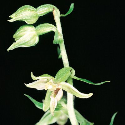 Epipactis leptochila (Godfery) Godfery, © 2022, Konrad Lauber – Flora Helvetica – Haupt Verlag