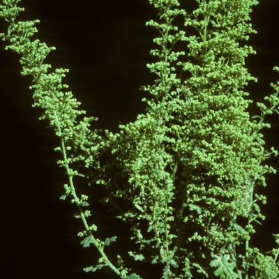 Chenopodium botrys L., © Copyright Christophe Bornand