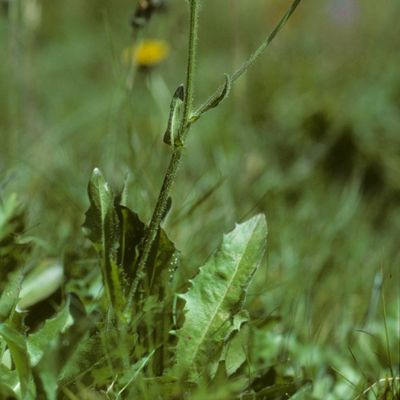 Crepis conyzifolia (Gouan) A. Kern., © Copyright Christophe Bornand