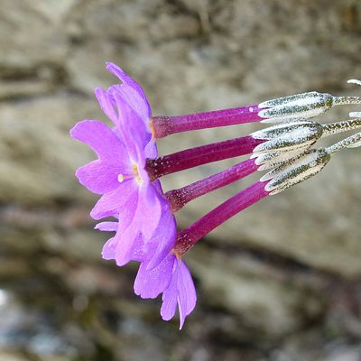 Primula halleri J. F. Gmel., 12 July 2013, © 2013, Peter Bolliger – Poschiavo