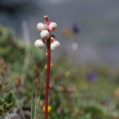 Pyrola minor L., © 2022, Hugh Knott – Zermatt
