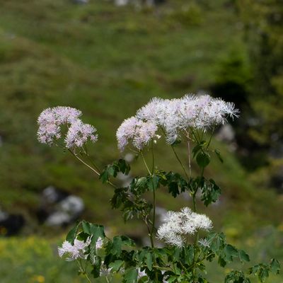 Thalictrum aquilegiifolium L., 28 June 2018, © Copyright Françoise Alsaker – Ranunculaceae