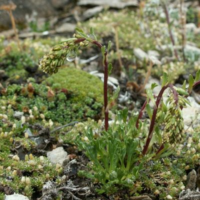 Artemisia glacialis L., 29 July 2010, © Copyright 2010 Michael Jutzi
 – Zermatt VS