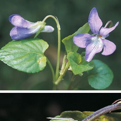 Viola reichenbachiana Boreau, © 2022, Konrad Lauber – Flora Helvetica – Haupt Verlag