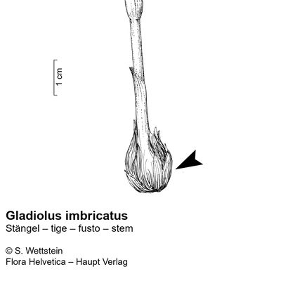 Gladiolus imbricatus L., 10 November 2022, © 2022, Stefan Eggenberg – Flora Vegetativa - Haupt Verlag