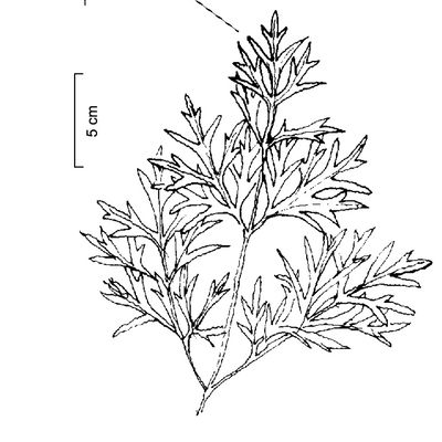 Peucedanum austriacum (Jacq.) W. D. J. Koch subsp. austriacum, © 2022, Stefan Eggenberg – Flora Vegetativa © Haupt Verlag